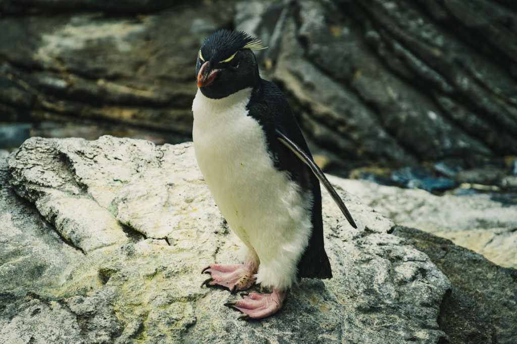 pingvin u lisabonskom oceanariju
