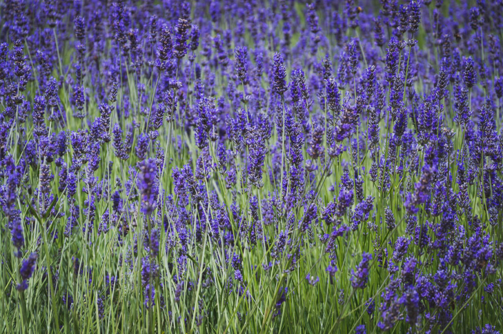 lavanda na imanju Quinta de Regailera u Sintri