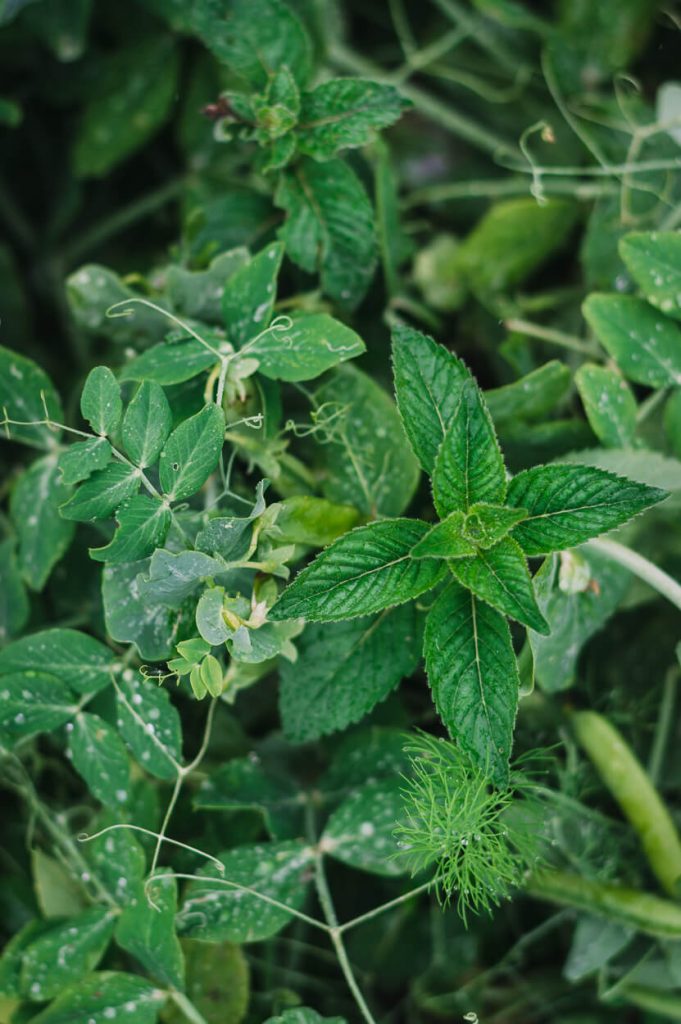 peas and wild mint growing together