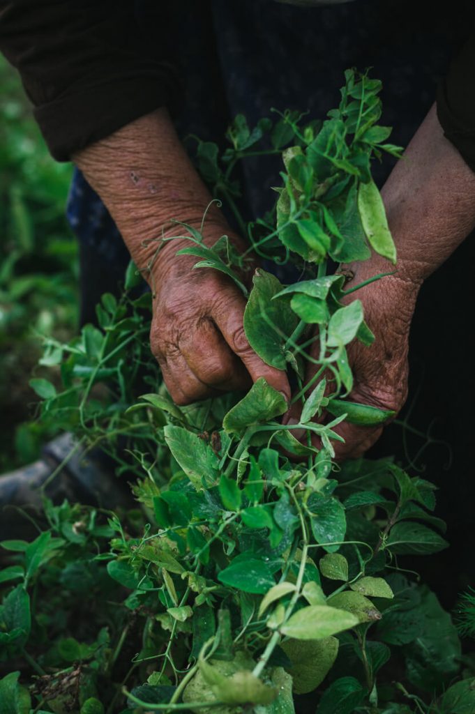 my grandma harvesting young green peas