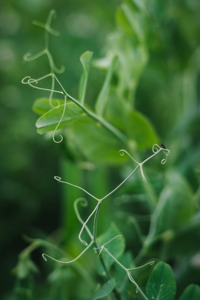 green peas growing in the garden